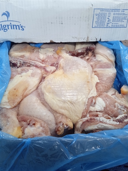 ĐÙI GÀ GÓC TƯ PILGRIM